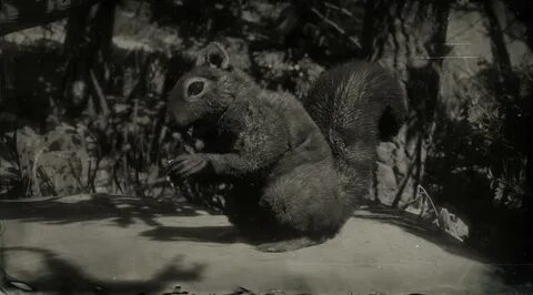Western Gray Squirrel RDR2 Animals Map Location & Where To F