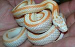 Baby Corn Snake Image - ID: 258661 - Image Abyss