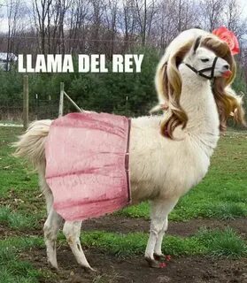 A PLACE CALLED HAPPY PILLS : Llama Meme Dump - A Few Awesome