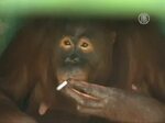 Орангутанга заставят бросить курить - Новости мира сегодня N
