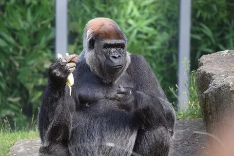 Gorila Memberi Makan Kebun - Foto gratis di Pixabay