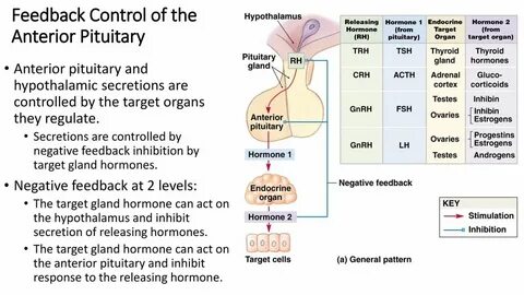 Endocrine Glands: Secretion and Action of Hormones - ppt dow