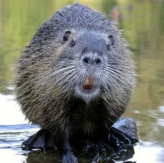 Funny American Beaver Related Keywords & Suggestions - Funny