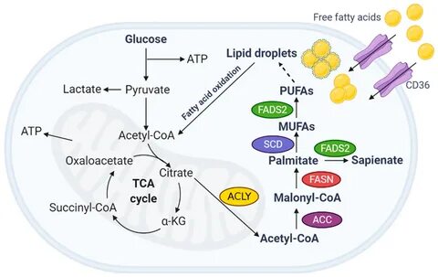 Free fatty acid 18 0