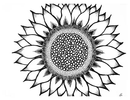 Sunflower Silhouette Black Related Keywords & Suggestions - 