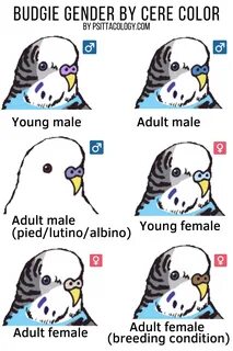 How to tell the gender of a parakeet Budgies & more! - Psitt