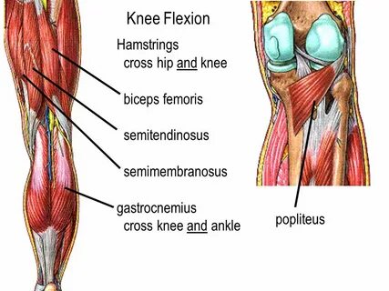 Knee Joint actually 2 joints within the articular capsule - 