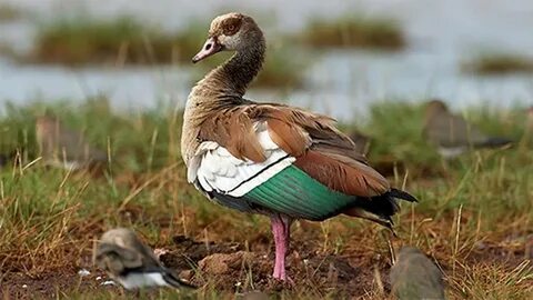 Invasive African geese population is growing in Arkansas. Me