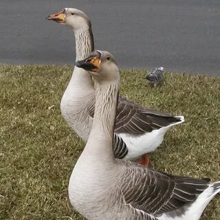 Pair of african geese, they mate for life and will attack if