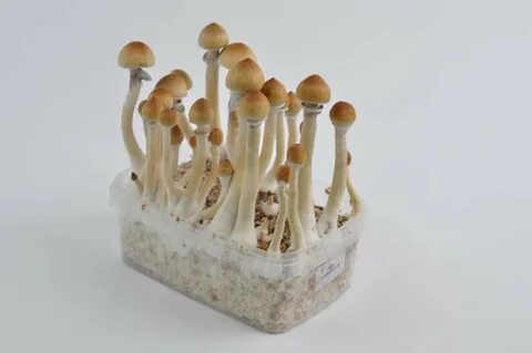 Magic Mushroom Grow Kit Time Lapse - Mobile Legends