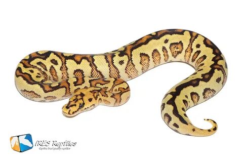 Our Ball python / Python regius collection - IRES Reptiles