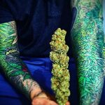 tattoo on the arm of marijuana 30.09.2019 № 013 -hemp (MARIJ