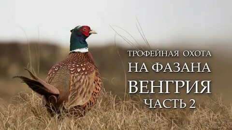 Трофейная охота на фазана в Венгрии Часть 2