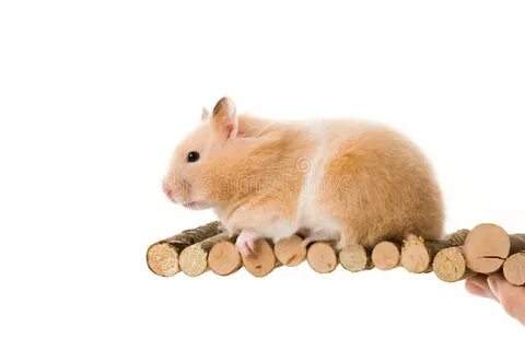 Teddy Bear Hamster stock photo. Image of bear, white - 11491