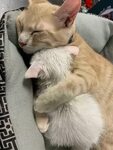 85 умильных фото спящих кошек, которыми своим видом поднимут