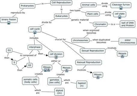 Cell Division Concept Map World Map Gray