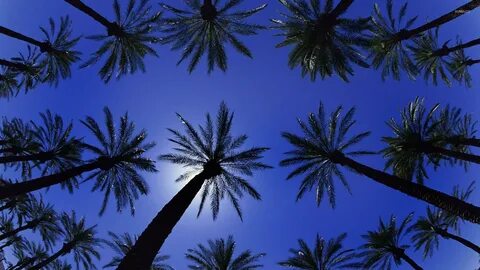 Palm Tree Backgrounds - Wallpaper Cave
