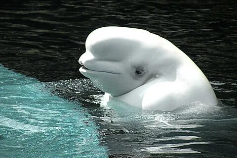 Beluga Whale Photograph by Brian Chase Fine Art America