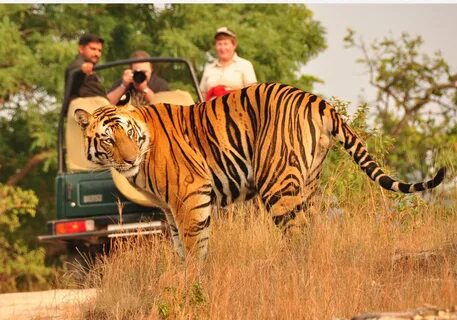Tiger Safari in Ranthambore Resort (2 days/ 1 night) - stepb