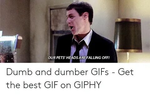 🐣 25+ Best Memes About Dumb and Dumber Gifs Dumb and Dumber 