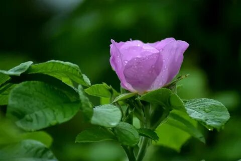 Rose Violet Purple - Free photo on Pixabay