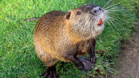 Nutria - An Animal You Will Be Seeing More Of