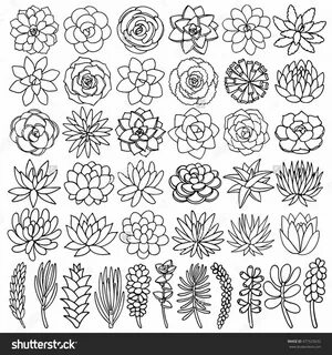 Hand drawn line succulent plant isolated on white background