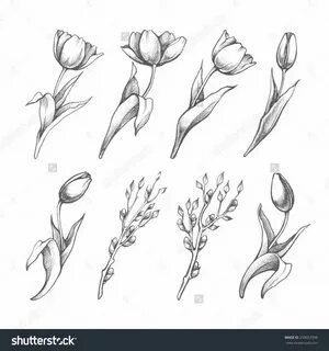 Image result for tulip tattoo Flower sketches, Tulip drawing