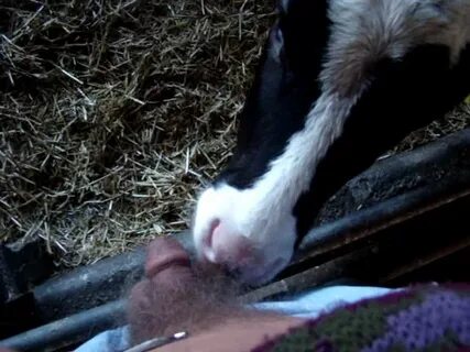 Cow Blowjob