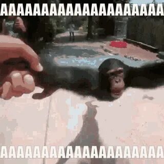 Funny Monkey GIF - Funny Monkey Spin - Discover & Share GIFs
