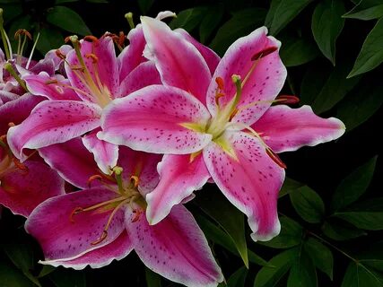 Stargazer Flower: Its Meanings & Symbolism - The Flowers Exp