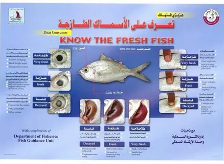 كيف تتعرف على السمك الطازج وغير الطازج