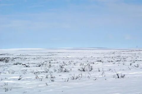 Только вперёд Хихидна Яндекс Дзен