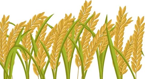 Download 15 Grain Field Png For Free Download On Mbtskoudsal