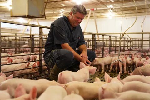 First-Gen Pig Farmer Speaks Out Pork Business