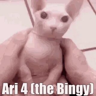 Bingus Ari Cat GIF - Bingus Ari Cat Meme - Discover & Share 