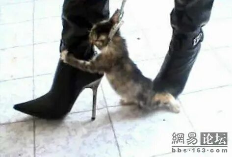 Kitten Heel: High Heel Kitten Killer