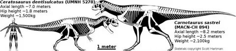 View 15 Carnotaurus Size Comparison - mediagold9