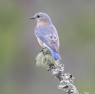 Восточная сиалия (самка) - Eastern Bluebird female. - 123ru.