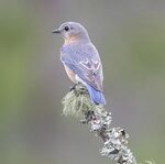 Восточная сиалия (самка) - Eastern Bluebird female. - 123ru.