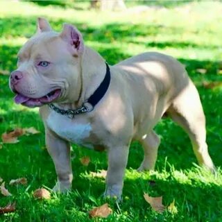 Fawn ABully Bully breeds dogs, Bully dog, Pitbull puppies
