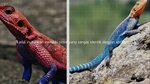 Kadal Spiderman / Mwanza Flat Headed Agama Lizard - YouTube
