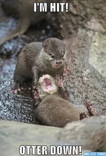 No otter left behind!! Funny animal memes, Animal captions, 