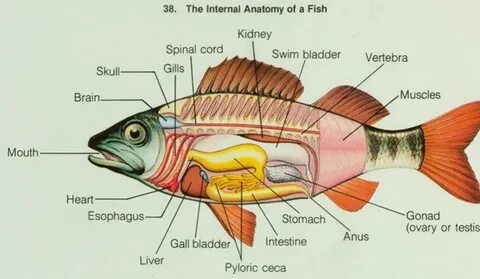 fish dissection images Fish anatomy, Anatomy, Animal science