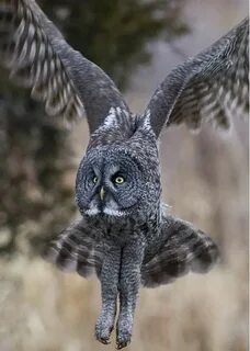 Great Gray Owl Owl, Gray owl, Great grey owl