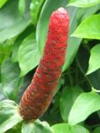 Pin on Penis Flowers - Sex in Nature