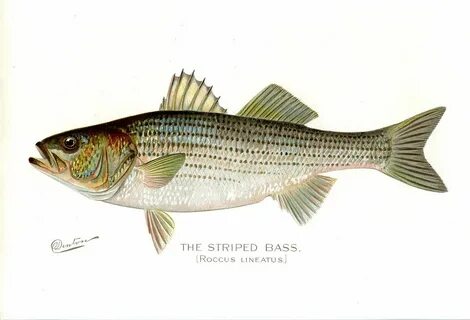 Fly fishing art, Striped bass, Fish print
