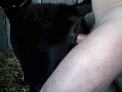 Man Fucking Femail Cow Porn Pictures