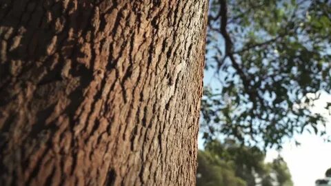 gum tree close bark australian bush Stock Footage Video (100