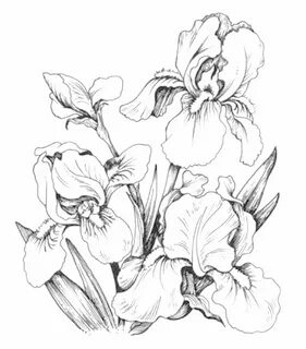 Coloring Page Flower drawing, Coloring pages, Flower colorin